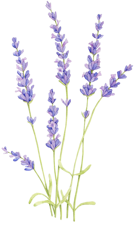 Hình ảnh hoa lavender trang trí